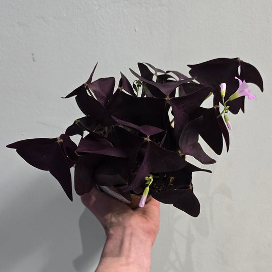 Oxalis triangularis purple leaf