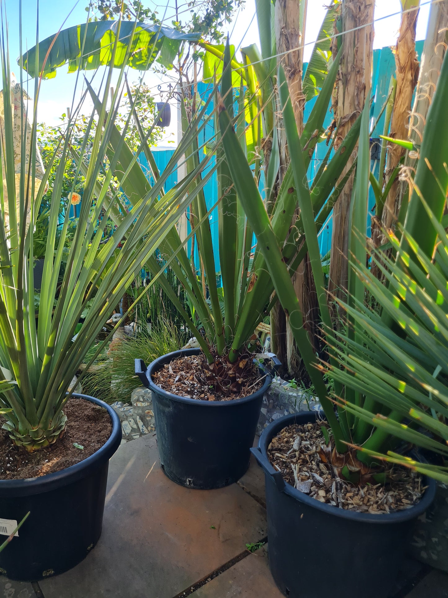 Yucca Faxoniana 30L