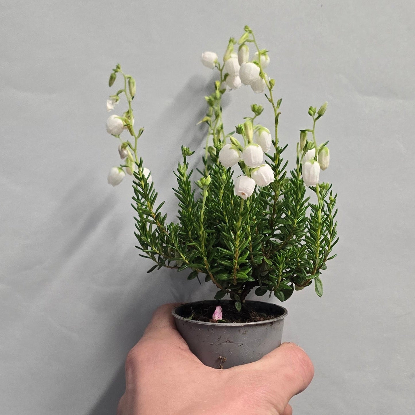 Mini - Irish Heath Gardgirls