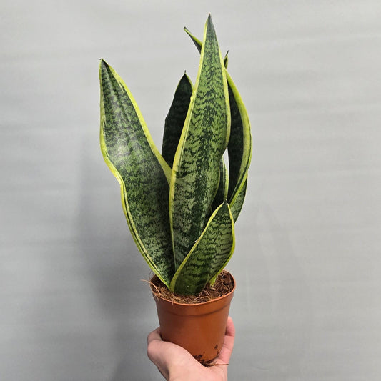 Sansevieria Superba - Snake Plant