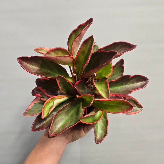 Peperomia Clusiifolia Jellie