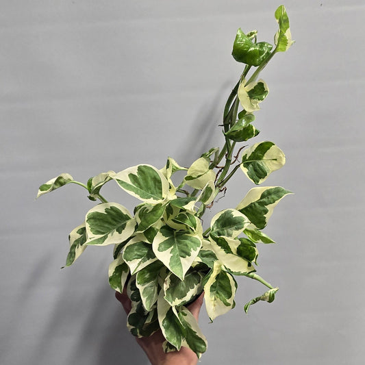 N'Joy – Pearls and Jade Pothos