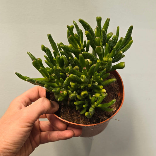 Crasshorn Tree - (Crassula)