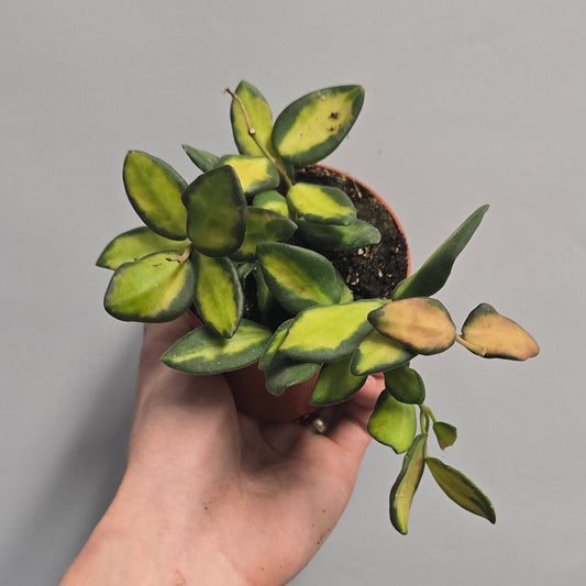 Hoya Burtoniae
