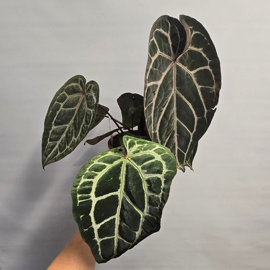 Anthurium Doc Block Michelle