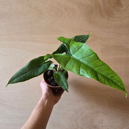 Alocasia Sulawesi Green Carpet
