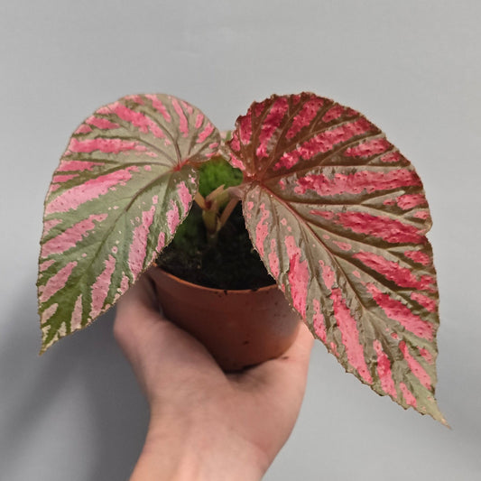 Begonia Brevirimosa