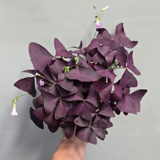 Oxalis Purple Shamrock