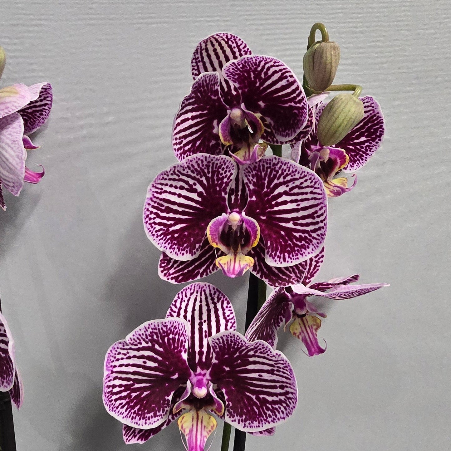 Phalaenopsis Promiss Orchids - Double Stems