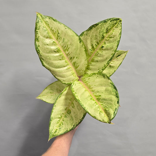 Aglaonema - Corn Silk