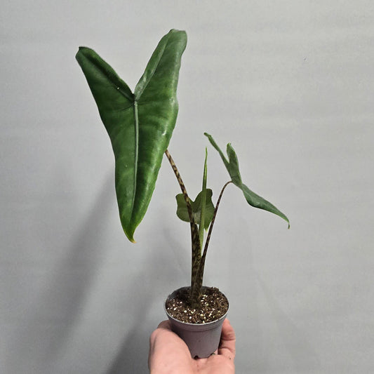 Mini - Alocasia Zebrina