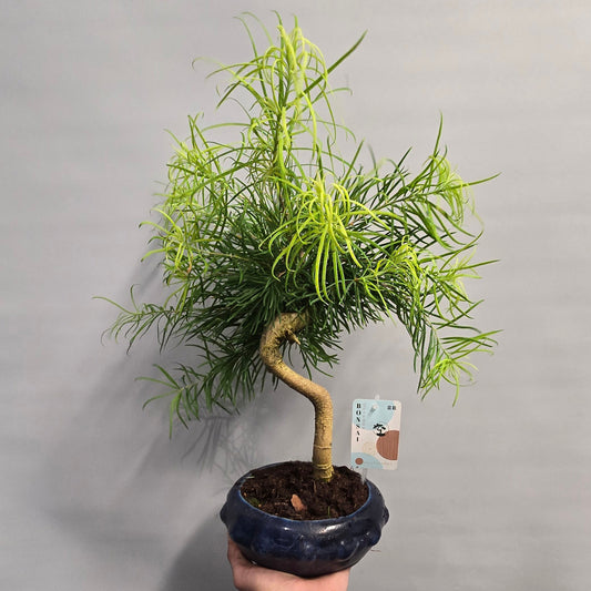 Bonsai Pseudolarix Amabilis