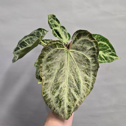 Anthurium Silver Blush Mint