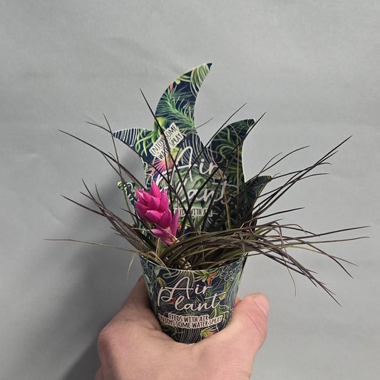 Air Plants - Tillandsia (Options)