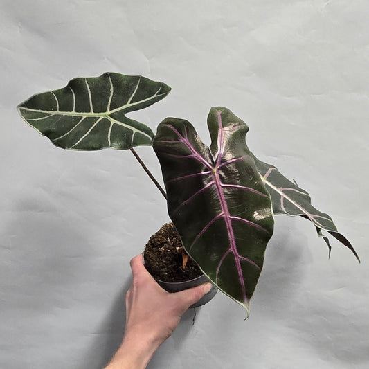 Alocasia Purple Vein