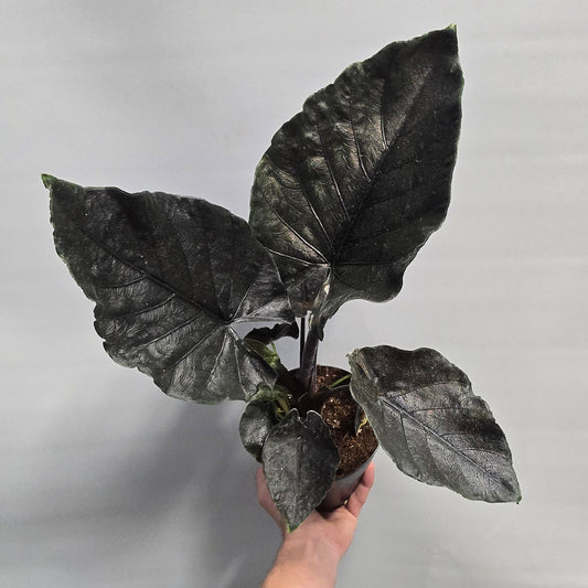 Alocasia Antoro Velvet