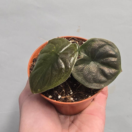 Alocasia Infernalis Black Magic