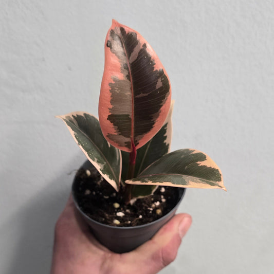 Mini/Small Ficus Belize Pink Rubber Plants