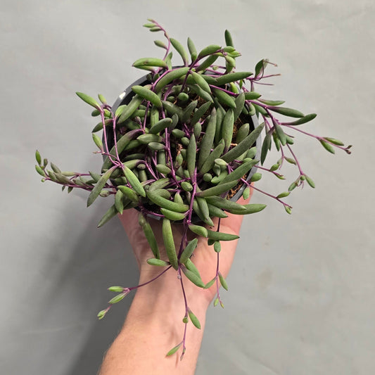 Purple Flush String of Banana