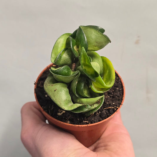 Hoya Carnosa Compacta Mauna Loa
