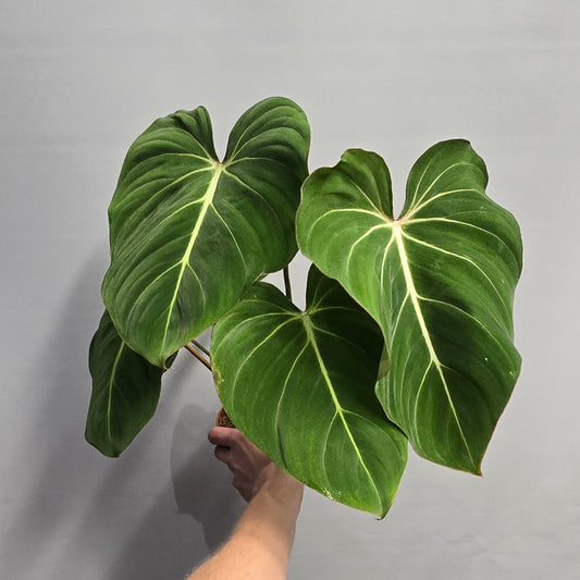 Philodendron Gloriosum