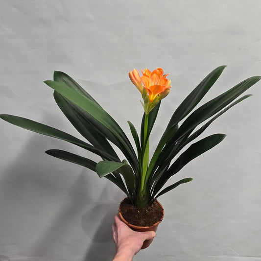 Clivia Miniata - Bush Lily