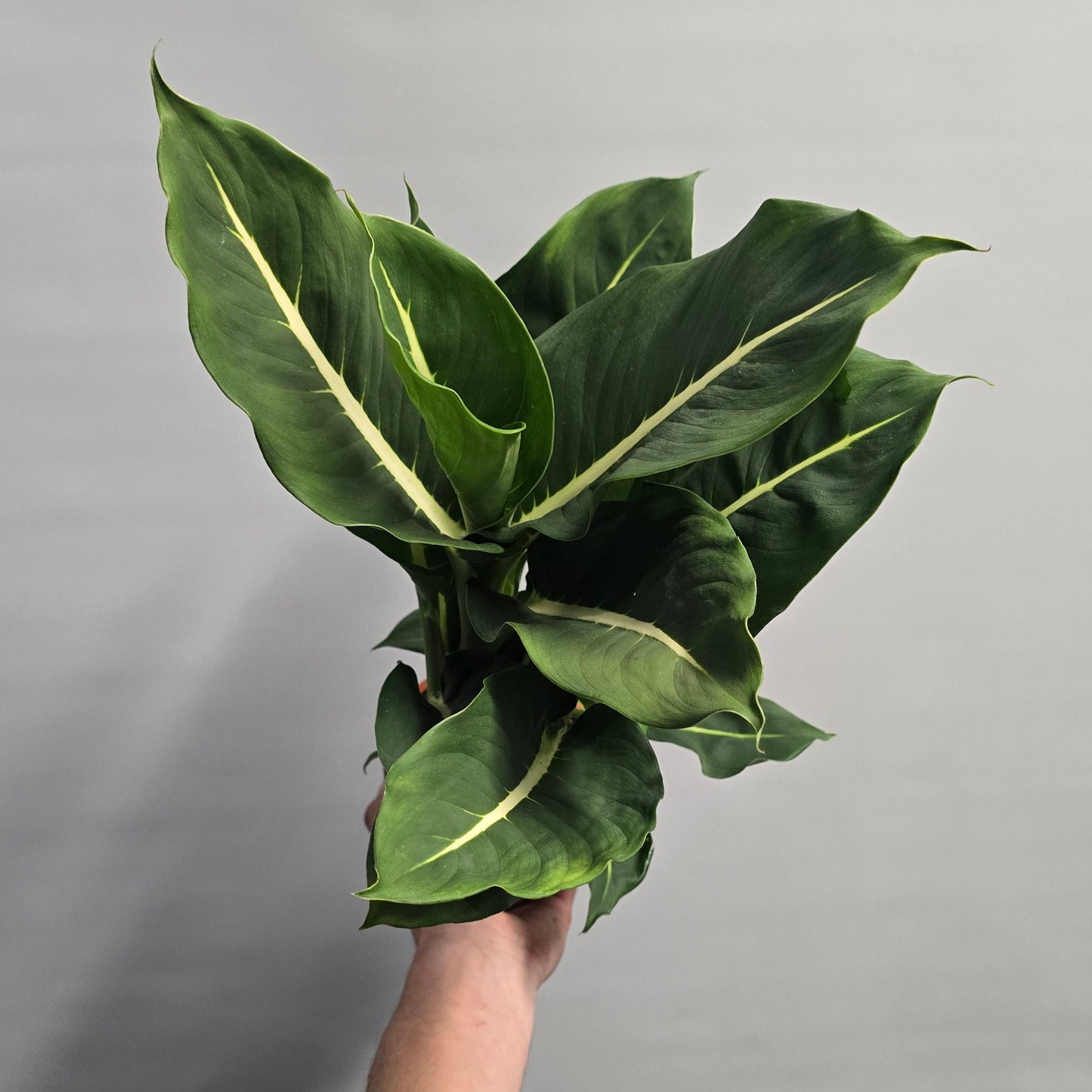 Green Magic - Dieffenbachia