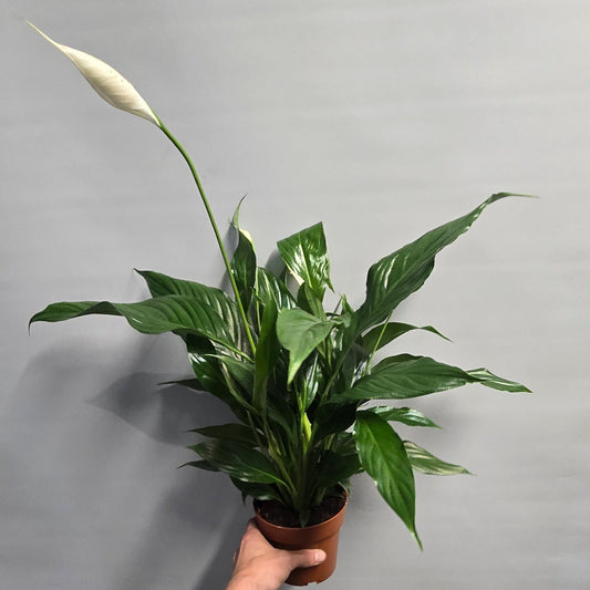 Peace Lilly - Spathiphyllum 60cm