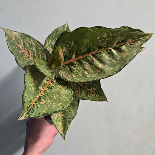 Aglaonema Red Valentine