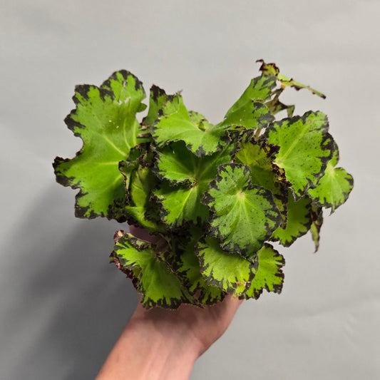 Begonia - Blad Magic