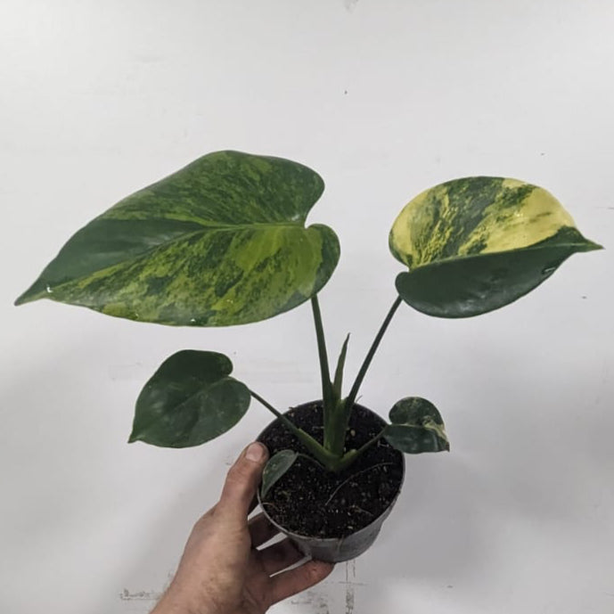 Ultra Rare Monstera Aurea Variegated  30-40cm