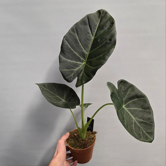 Alocasia Regal Shields