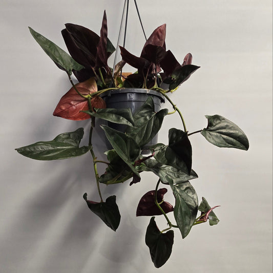 Hanging - Syngonium Red Arrow