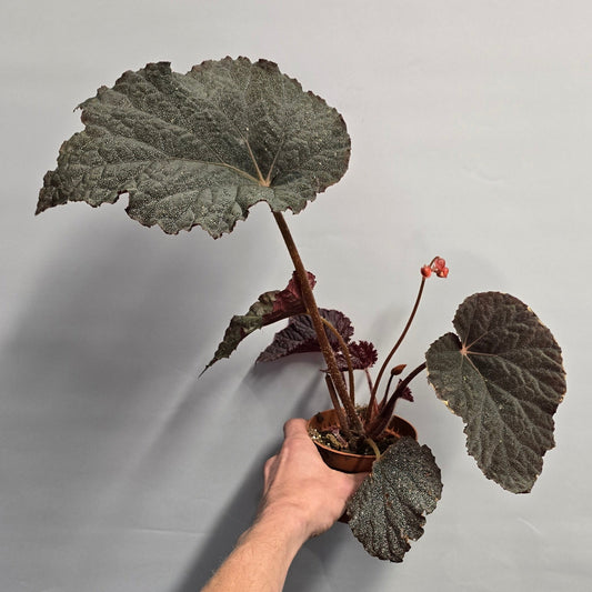 Begonia Taconite