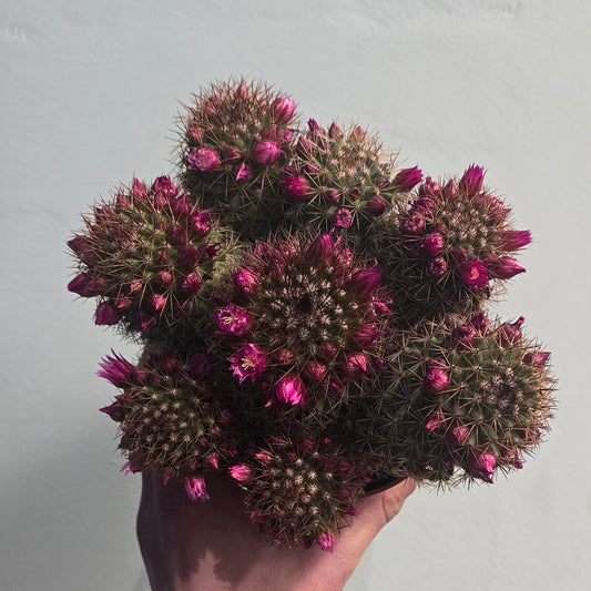 Cactus - Pink Mammillaria