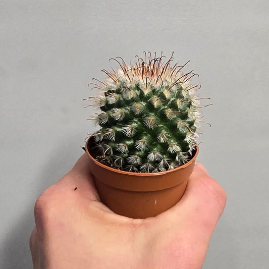 Mini Ball Cactus - Mixed