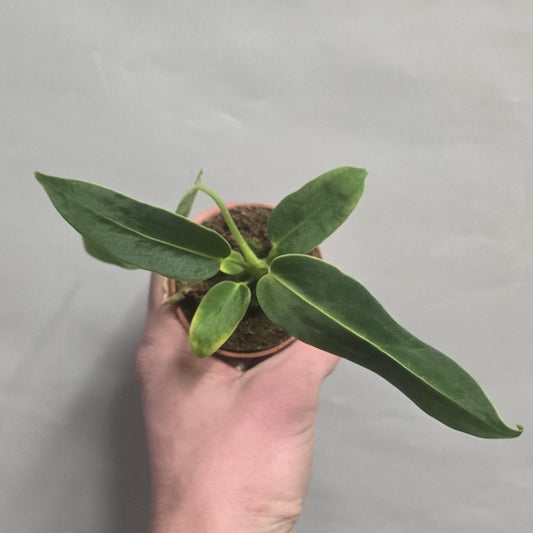 Mini - Queen Anthurium Warocqueanum