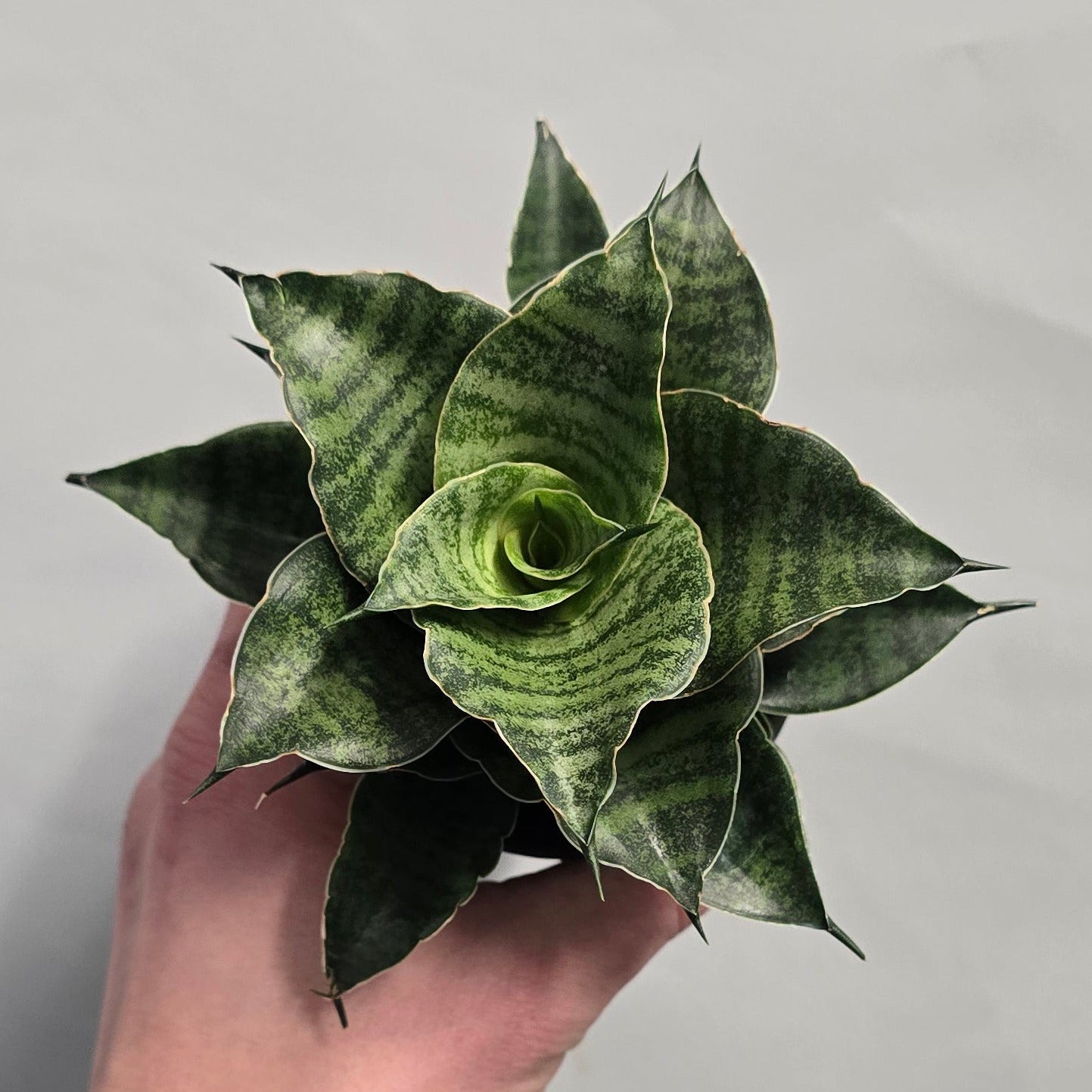 Sansevieria Collectors Mix