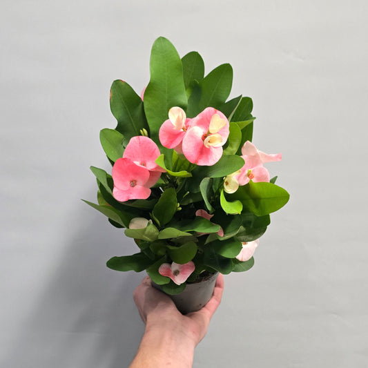 Euphorbia Milli - Pink Crown of thorns