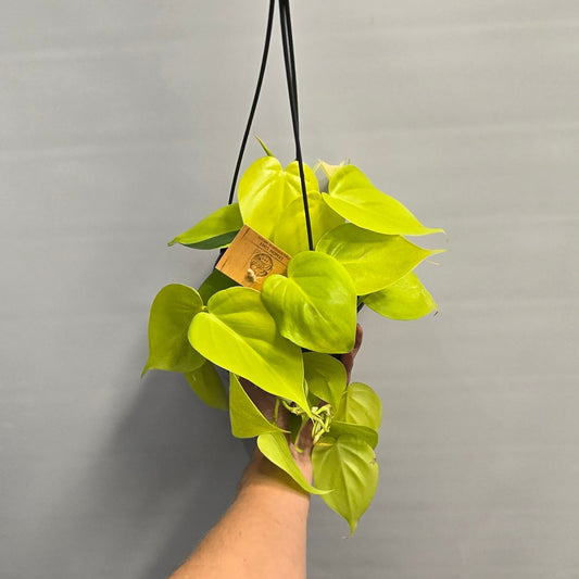 Hanging - Philodendron Micans Lime