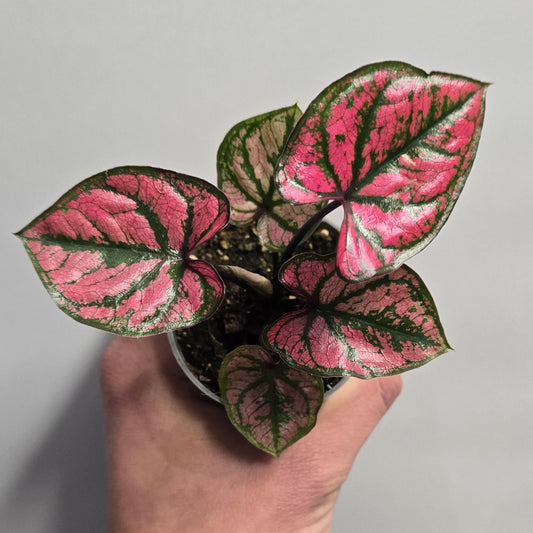 Mini Caladiums - Mixed Options
