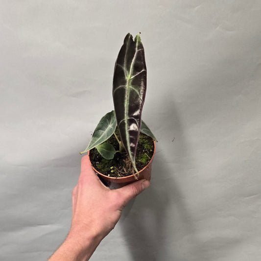 Alocasia Longiloba Purple (Damaged)