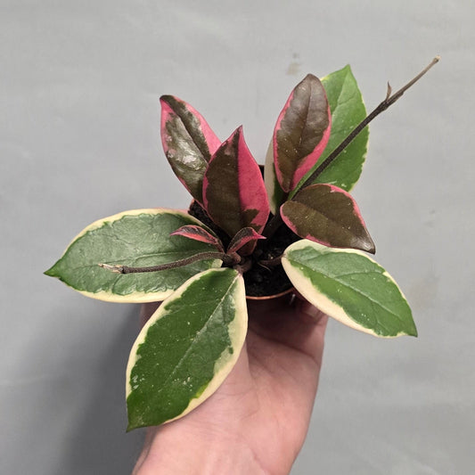 Mini - Hoya Carnosa Flamingo Dream