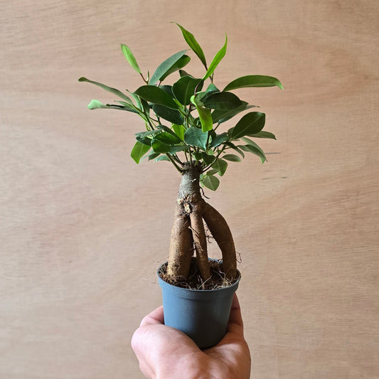 Mini Ficus - Ginseng Bonsai