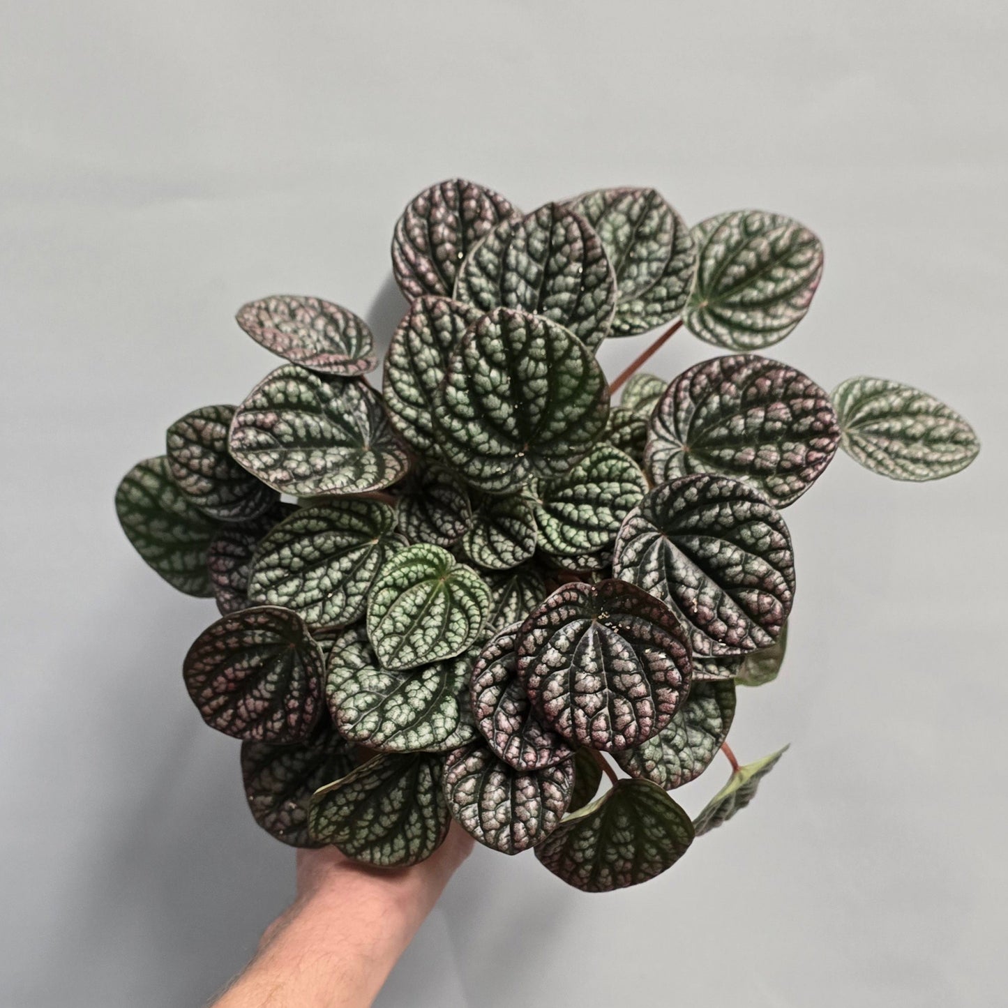 Peperomia Lucinda Jewel