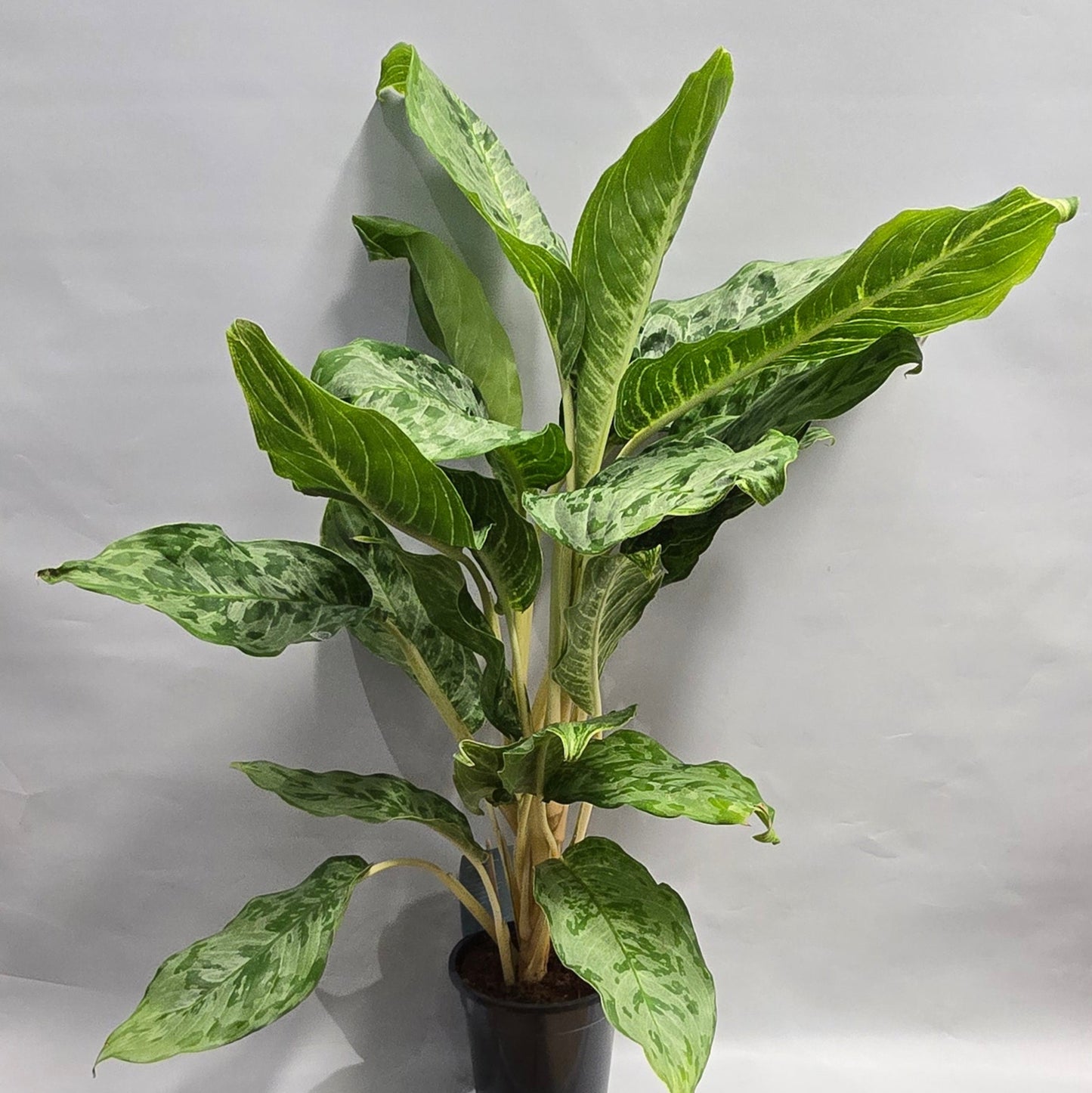 Large Aglaonema - Peacock