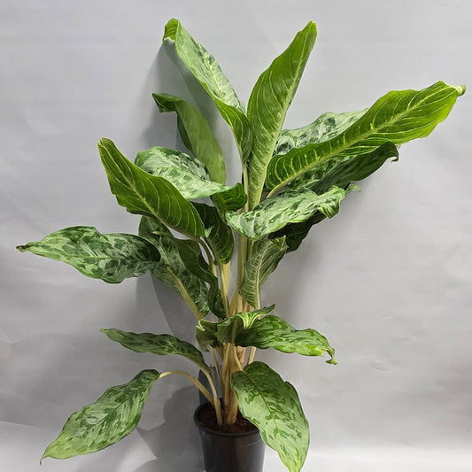 Large Aglaonema - Peacock