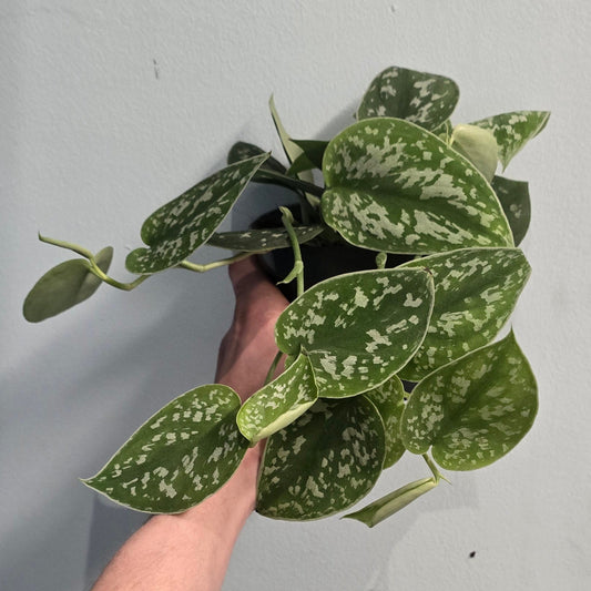 Silver Satin Pothos - Argyraeus