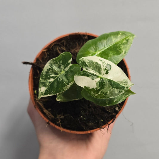 Alocasia Micholitziana Frydek