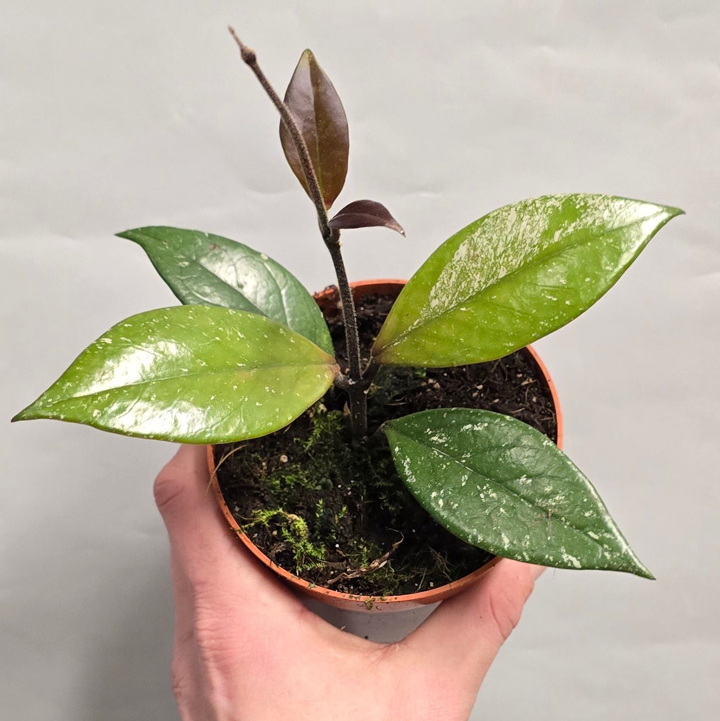 Hoya Carnosa Stardust